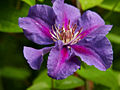 Clematis Ashva IMG_4391 Powojnik